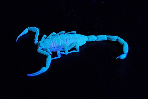 Blu Angel Gold 365nm UV LED Superbright (3W) Black Light With Rechargeable 3800 MAH Li-Ion Battery And Charger - Image 9